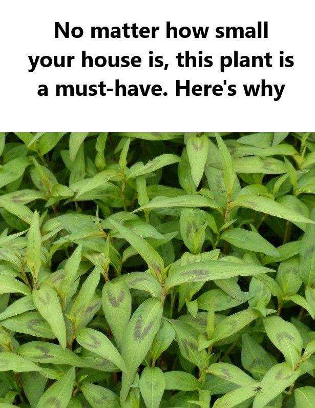 No matter how small your house is, you must grow this plant in your home.