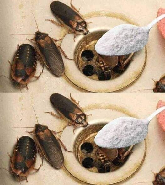 How to Eliminate Fleas, Ants, and Cockroaches from Your Home Forever