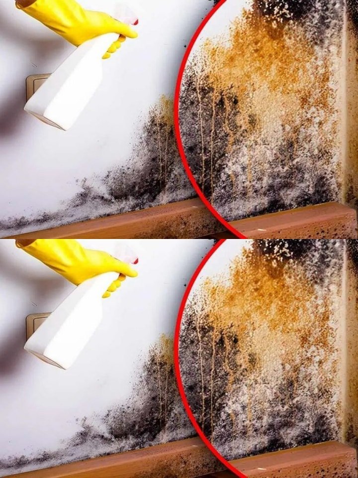 The natural trick to eliminate mold from the house: it disappears in 1 hour without chemicals!!