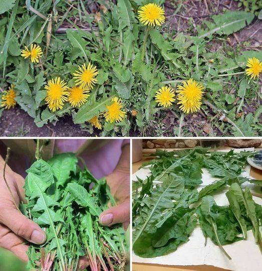 This plant grows everywhere in our countryside but is ignored, yet it could save the life of a human being