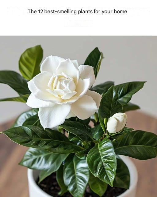 The 12 best-smelling plants for your home