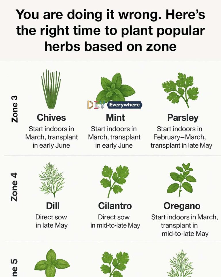 You are doing it wrong. Here’s the right time to plant popular herbs based on zone