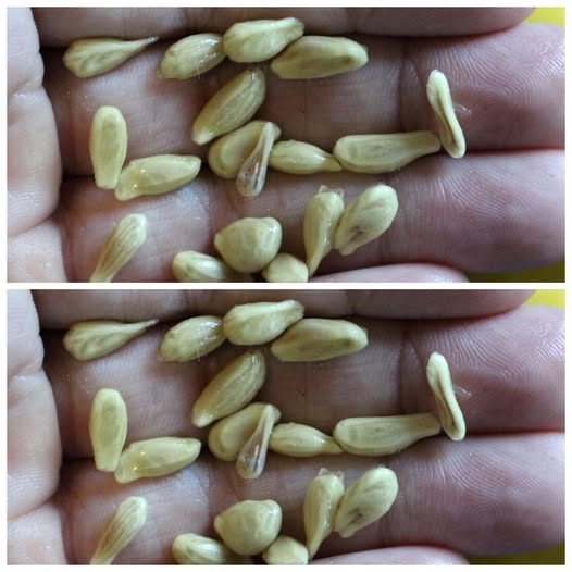 Lemon Seeds: The Golden Treasure You’ve Been Throwing Away