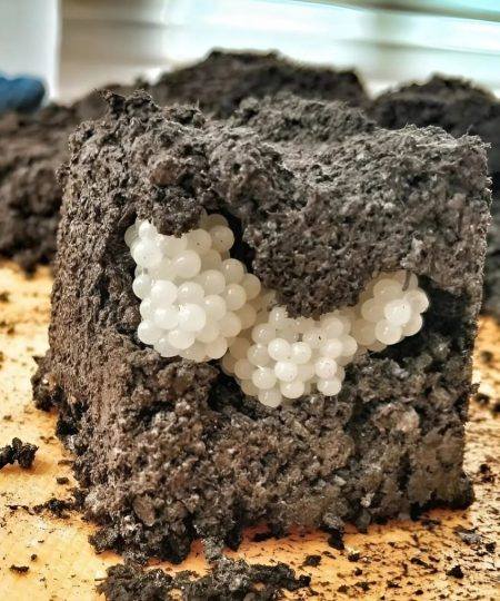 I found something strange in the yard – white, round balls: I was horrified when I realized what it was.