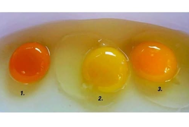 How to Identify Eggs from Healthy Chickens