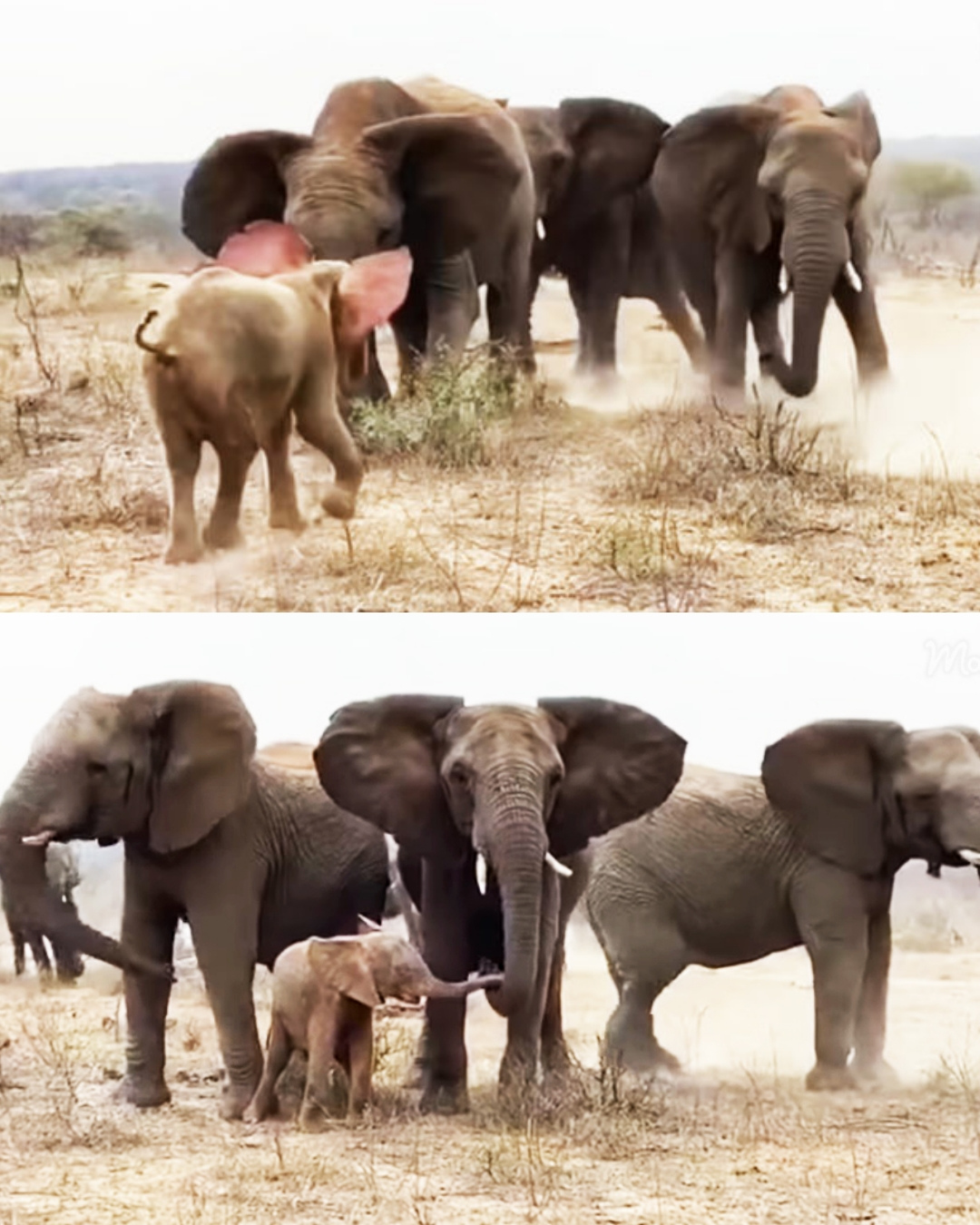 The Day Khanyisa Found Her Family — A Welcome Fit for a Little Elephant Princess.
