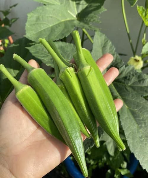 Doctors Explain Why Adding Okra to Your Diet Can Boost Health, and When to Be Careful!