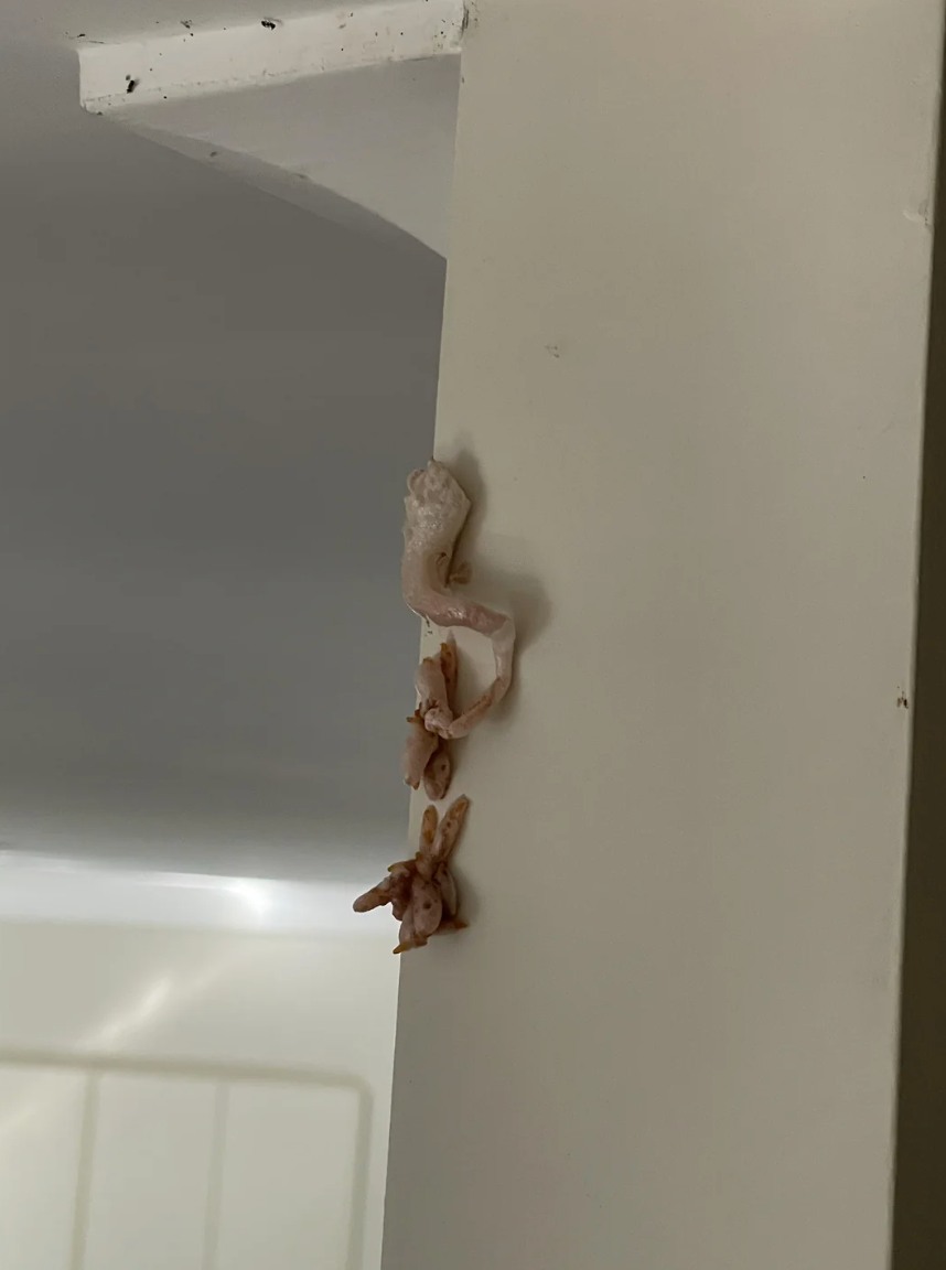 Crunchy Pink Surprise on Wall, What is Really Going on Inside Your Home?