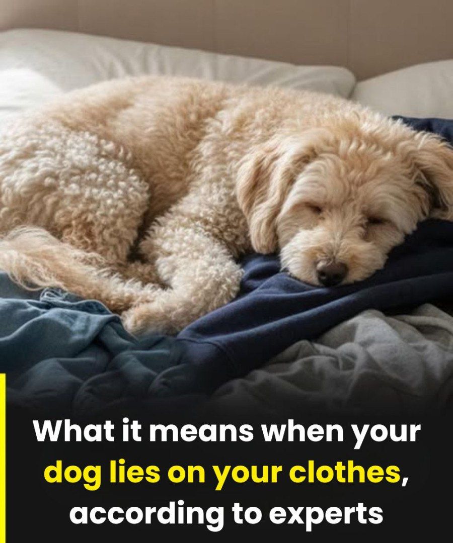 Why your dog sleeps on your clothes and what it means, according to experts!