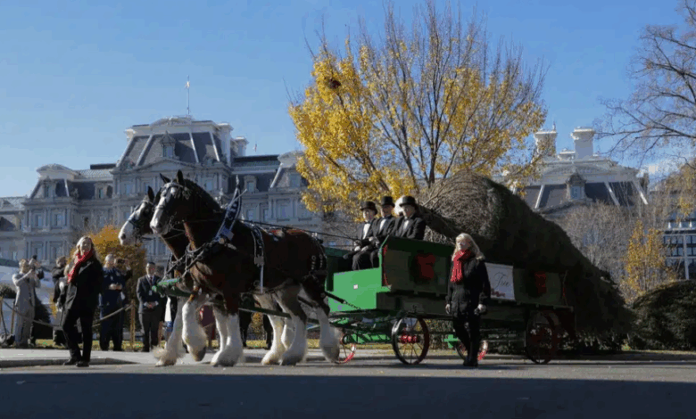 Melania Trump Embraces Holiday Spirit While Receiving White House Christmas Tree in Style
