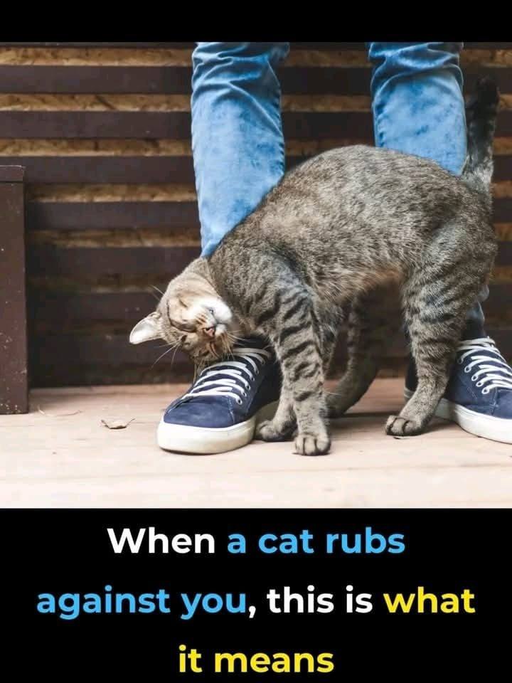 When a Cat Rubs Against You, This Is What It Really Means! – Story Of The Day!