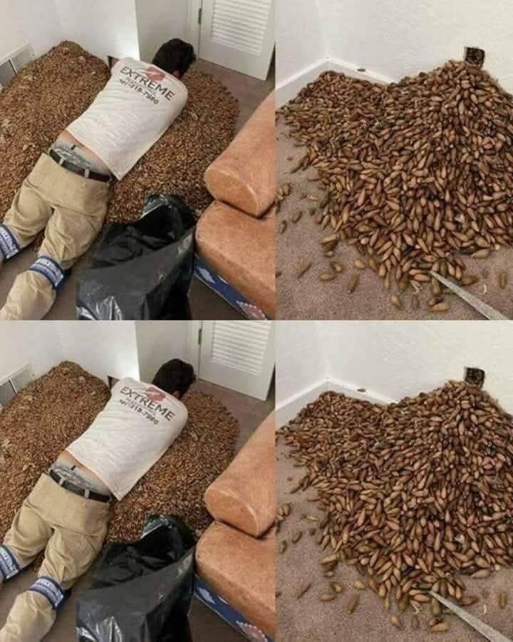 A man smells a strong smell in his house, when he finds out that he opens the wall he finds? – Story Of The Day!