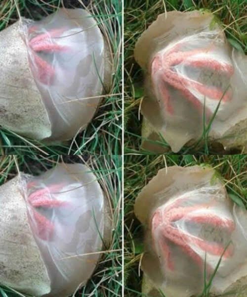 The Unexpected Garden Discovery That Taught Me Something Meaningful! – Story Of The Day!