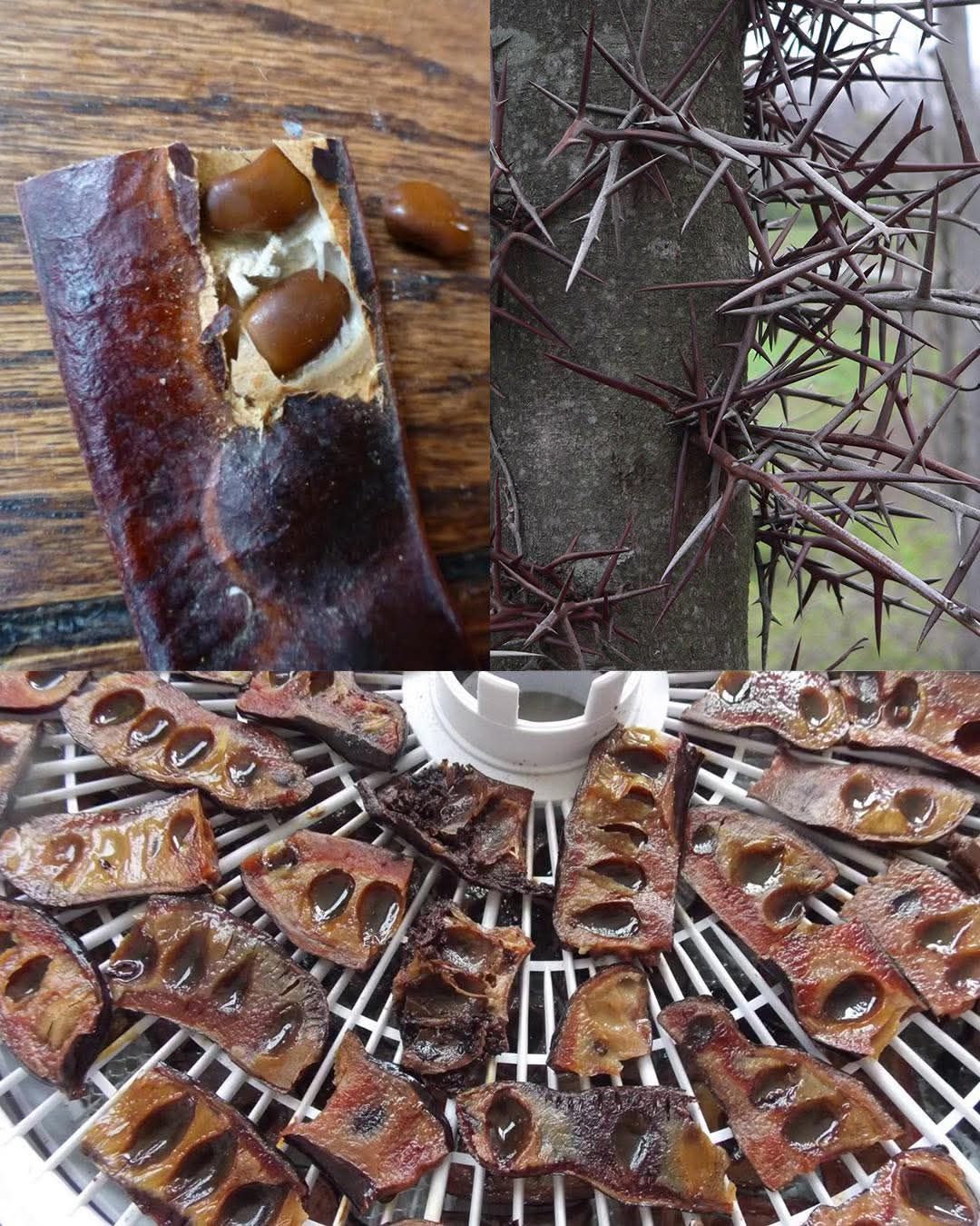 If this tree grows near you, you are sitting on gold and dont even know it! Most people dont! – Story Of The Day!