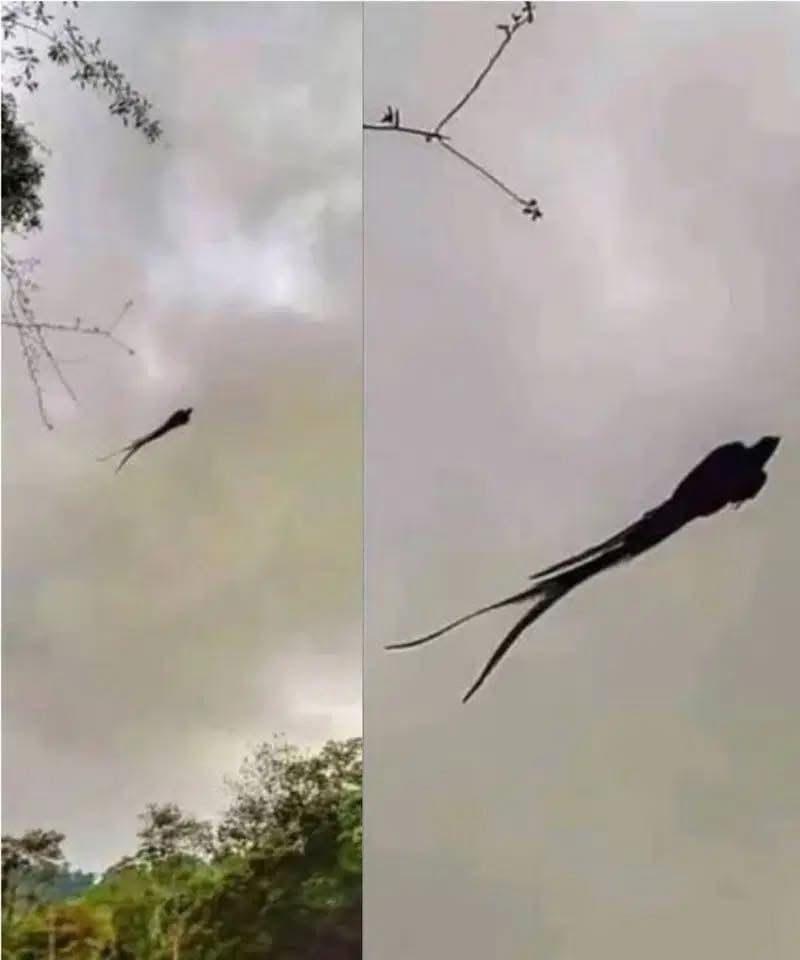 Majestic captured in Mexico! – Story Of The Day!