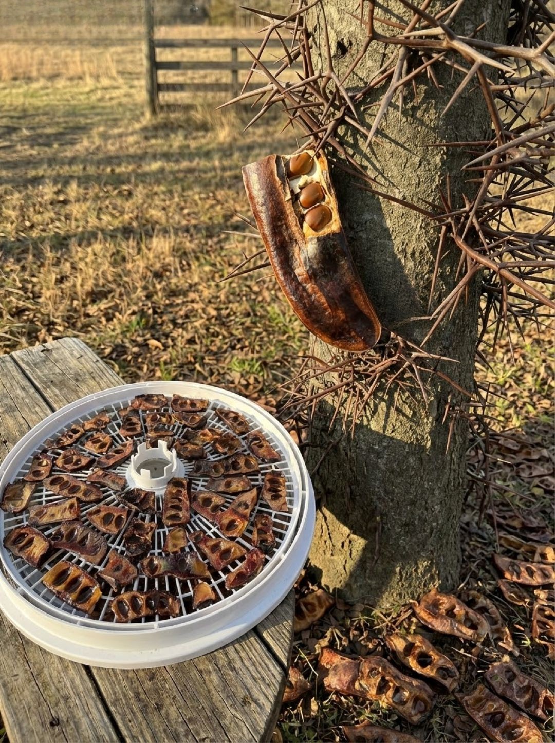 The Hidden Value of a Common Tree! – Story Of The Day!